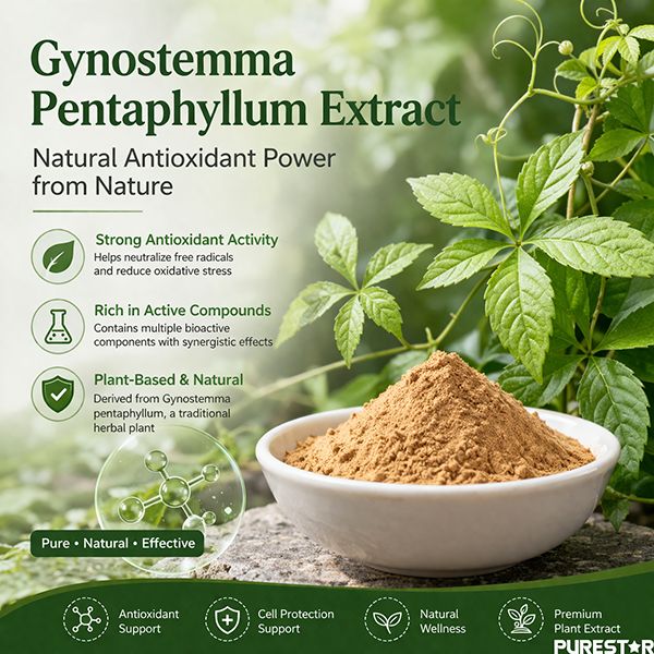 Why Does Gynostemma Pentaphyllum Extract Show Strong Antioxidant Activity?