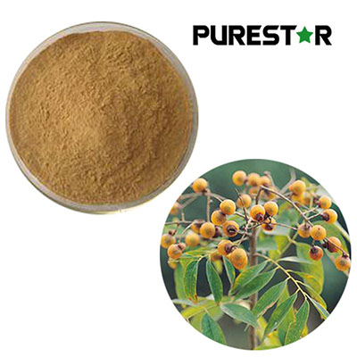 What Is the Optimal Harvest Stage of Soapberry (Sapindus) for Maximum Cleaning Power?