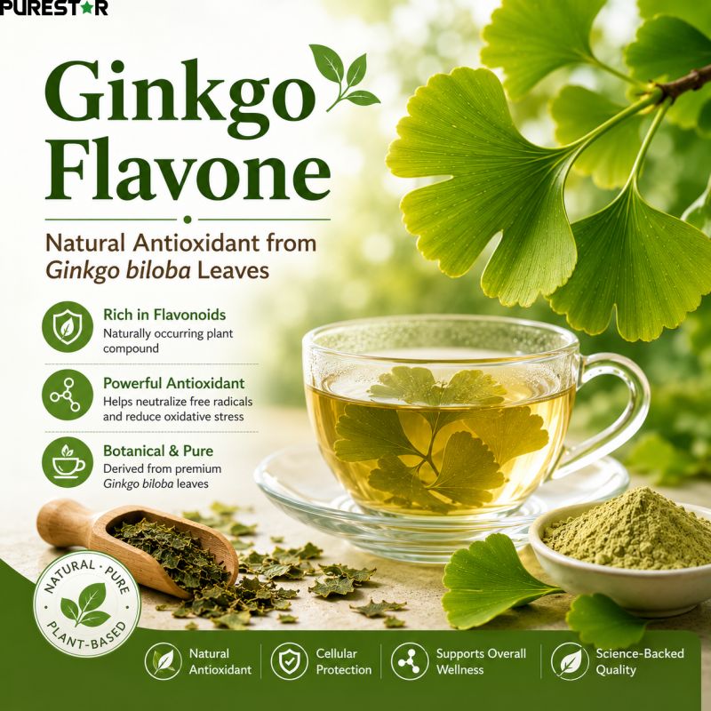 Ginkgo Biloba Leaf Tea and Antioxidant Potential: Why Flavonoids Matter More Than Ever
