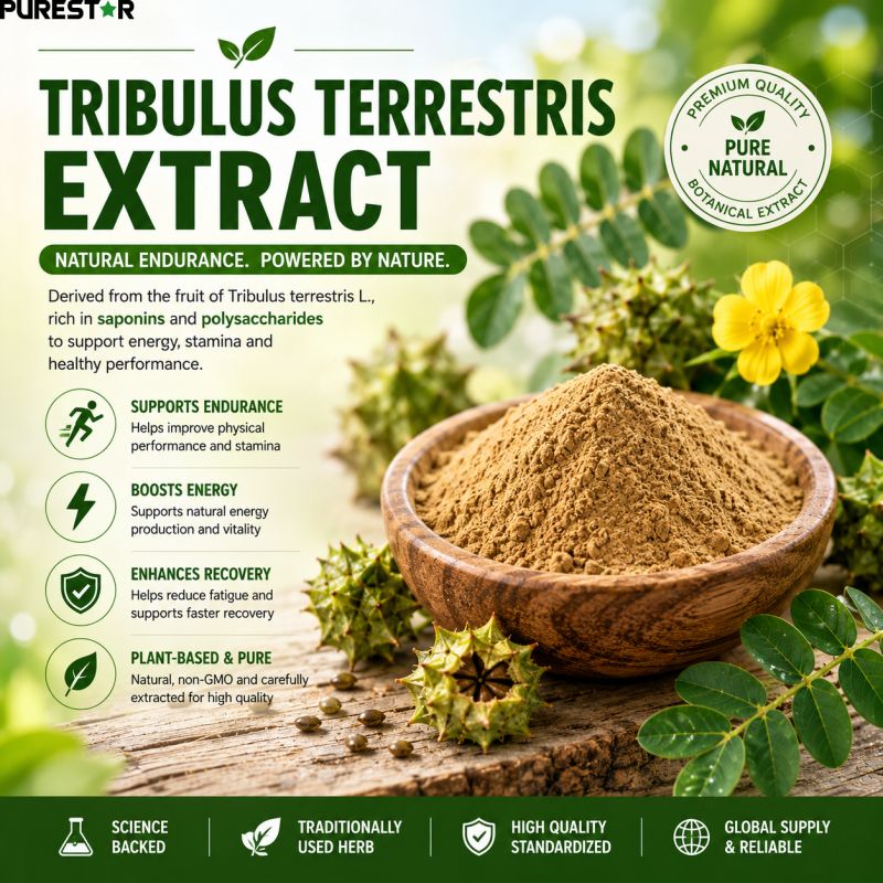 Can Tribulus Terrestris Extract Support Natural Energy and Physical Endurance?