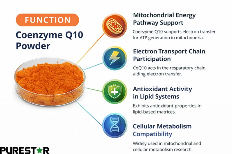 Coenzyme Q10 functions as a lipid-associated quinone supporting mitochondrial electron transfer, energy-related biochemical pathways, antioxidant activity in lipid systems, and compatibility with oil-based formulation research.