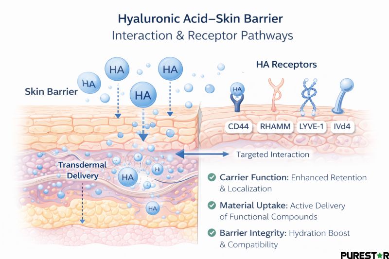 Hyaluronic acid interacting with the skin barrier through receptor-associated pathways such as CD44 and RHAMM to support retention and targeted delivery.