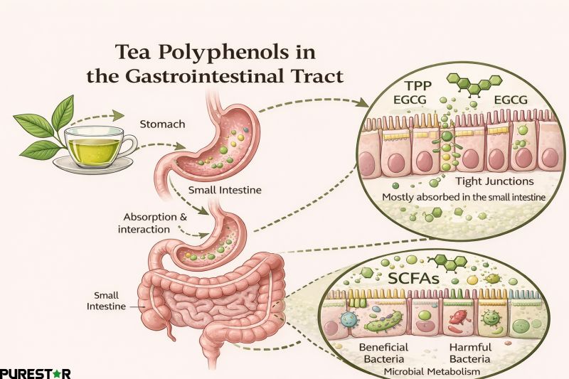 Tea polyphenols such as EGCG interact with the gastrointestinal tract, remaining in the intestinal lumen and contacting epithelial cells to support intestinal barrier function.