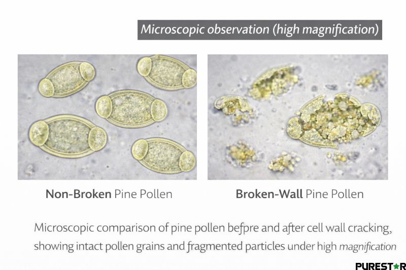 Broken-wall pine pollen displaying cracked pollen grains with slightly darker yellow-brown tone and irregular texture