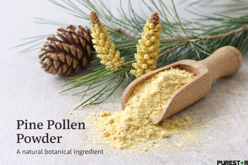 Pine pollen powder shown as a natural botanical ingredient derived from pine trees, presented with pine cones and fresh pine needles.