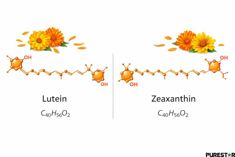 Marigold flowers illustrating the natural botanical source of lutein and zeaxanthin carotenoids with simplified molecular graphics, representing plant-derived xanthophyll antioxidants used in early-life nutrition