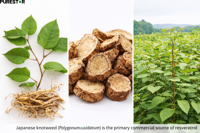 Resveratrol botanical source Japanese knotweed Polygonum cuspidatum plant and root slices used for natural resveratrol extraction and standardized herbal extract production