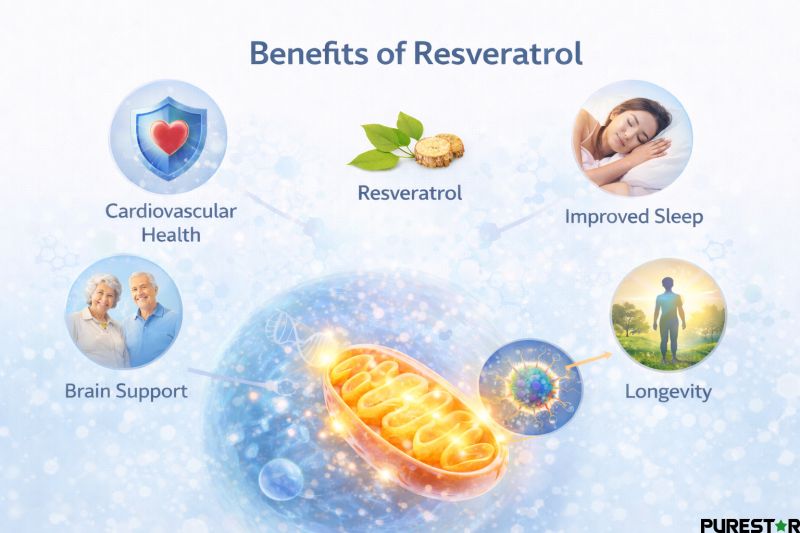 Benefits of resveratrol overview infographic featuring Japanese knotweed extract cardiovascular support brain wellness antioxidant defense cellular energy and longevity related applications
