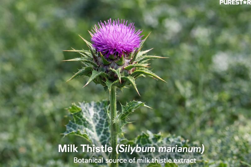 milk thistle plant silybum marianum botanical source of milk thistle extract natural raw material for silymarin production