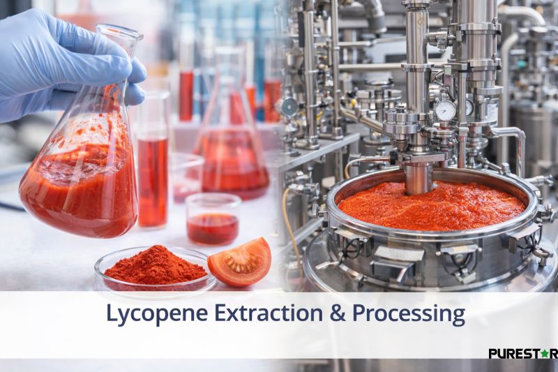 lycopene extraction and processing showing laboratory and industrial production of lycopene powder from tomato raw materials