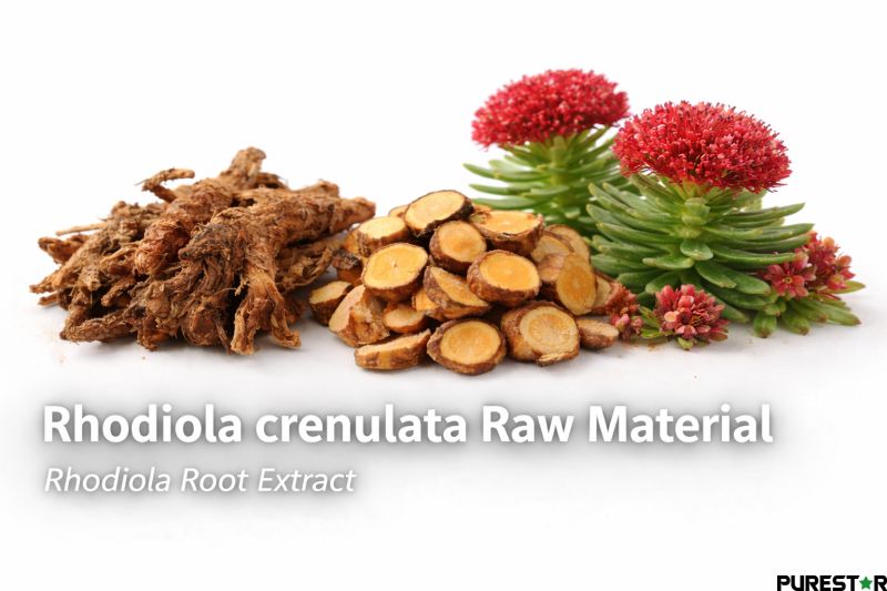 Dried Rhodiola crenulata root and sliced rhizome raw material with red Rhodiola flowers illustrating source material for Rhodiola crenulata root extract production