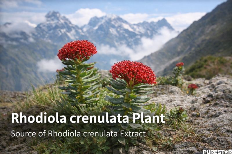 Rhodiola crenulata plant growing in high altitude mountain habitat showing natural source of Rhodiola crenulata extract adaptogenic botanical raw material