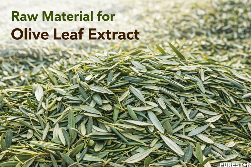 Fresh olive leaves raw material used for Olive Leaf Extract production showing natural Olea europaea leaf source for Olive Leaf Extract powder
