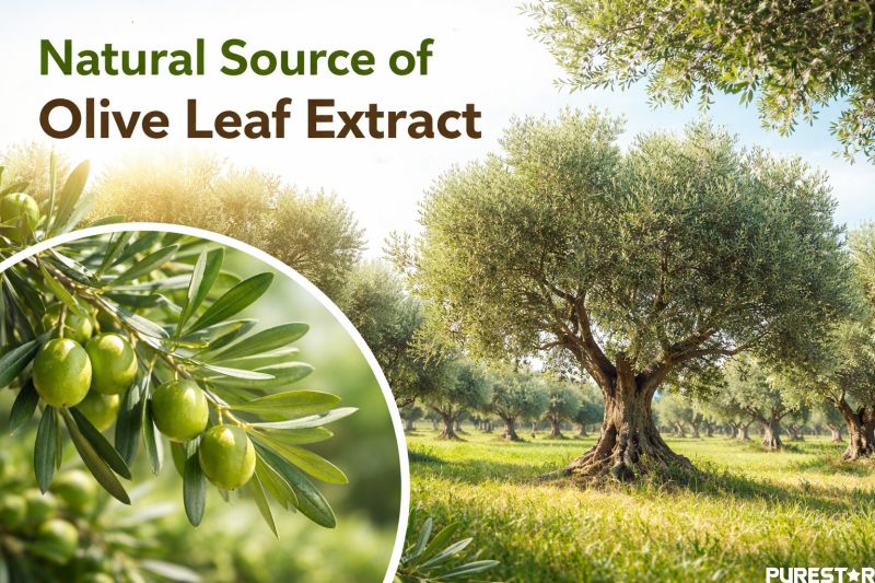 Olive Leaf Extract source plant Olea europaea L olive tree in natural grove showing botanical origin of Olive Leaf Extract