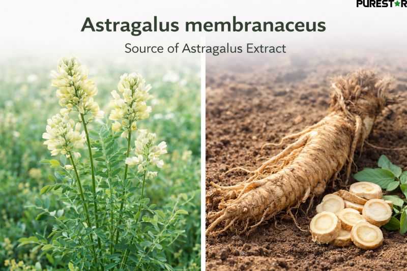 Astragalus Extract, Astragaloside IV raw material sourced from Astragalus membranaceus root displayed with botanical background highlighting natural origin and standardized herbal extraction.