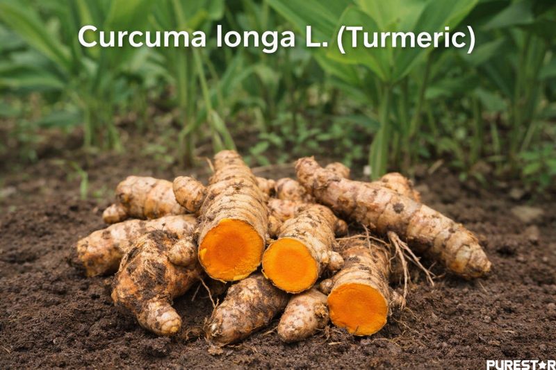 Fresh Curcuma longa L. rhizomes – botanical source of Turmeric Root Extract, Curcumin 95% standardized turmeric extract