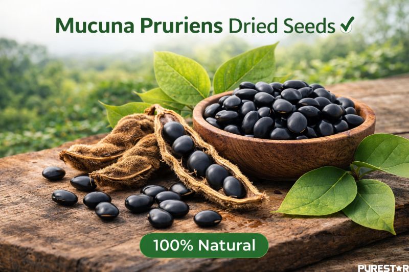 Dried Mucuna pruriens seeds used as raw material for standardized Mucuna Pruriens Extract L-Dopa production