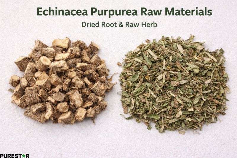 Dried Echinacea Purpurea root slices illustrating the traditional plant part used for manufacturing Echinacea Purpurea Extract with defined cichoric acid content