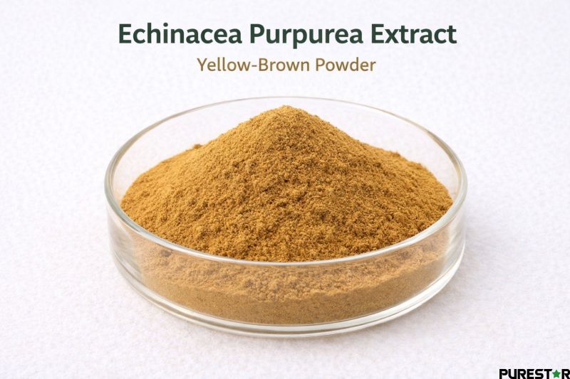 Yellow-brown powder appearance of Echinacea Purpurea Extract demonstrating standardized botanical extract quality for nutraceutical formulations