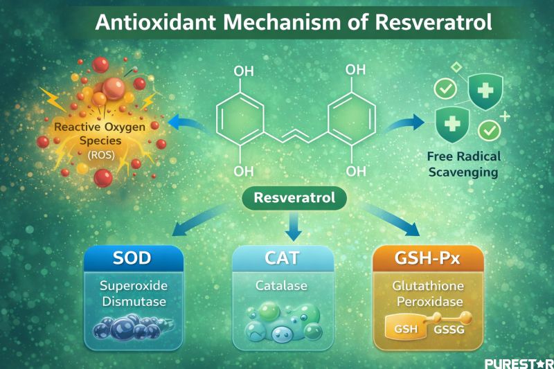 antioxidant mechanism of resveratrol showing reactive oxygen species scavenging and activation of antioxidant enzymes SOD CAT and GSH-Px