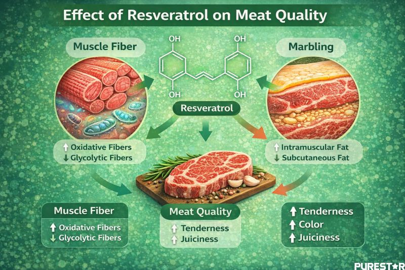 effect of resveratrol supplementation on meat quality including muscle fiber transformation marbling improvement tenderness color and juiciness