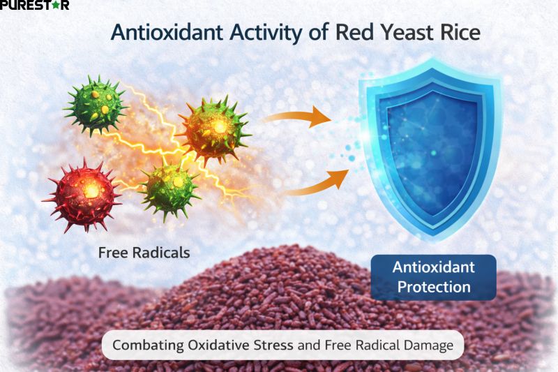 antioxidant activity of red yeast rice helping neutralize free radicals and oxidative stress