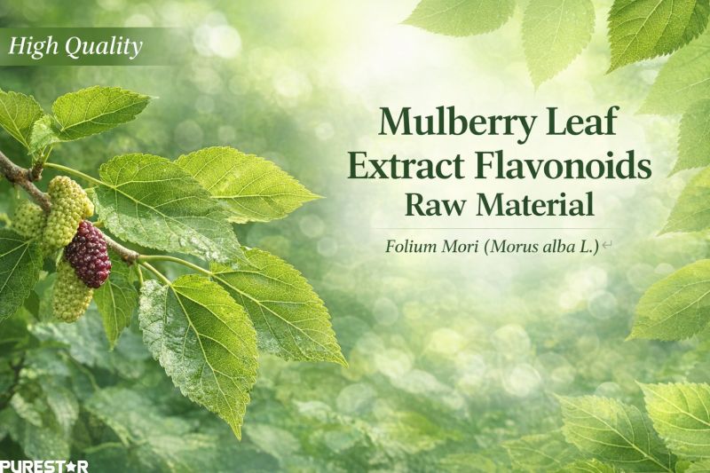 Mulberry Leaf Extract Flavonoids raw material mulberry leaves Morus alba plant source