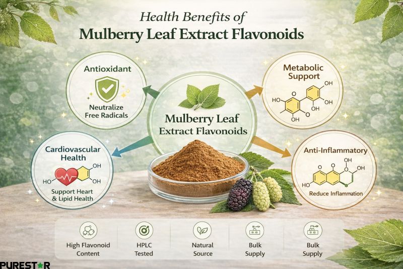 Health benefits of Mulberry Leaf Extract Flavonoids antioxidant metabolic support