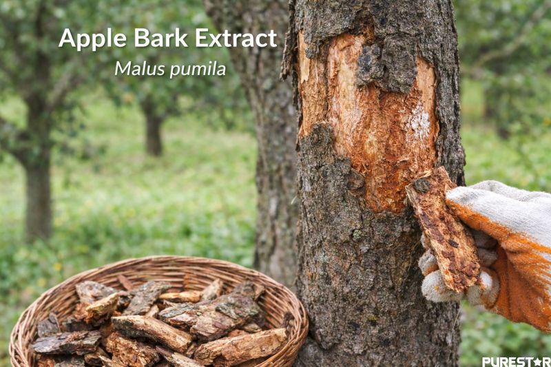 Apple Bark Raw Material from Malus pumila Tree Used for Apple Bark Extract Phloridzin Production