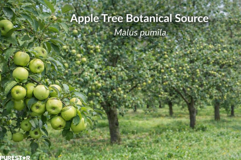 Malus pumila Apple Tree Botanical Source of Apple Bark Extract Phloridzin