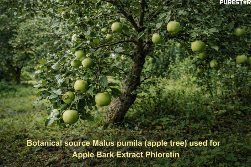 Botanical source Malus pumila apple tree used for Apple Bark Extract Phloretin production