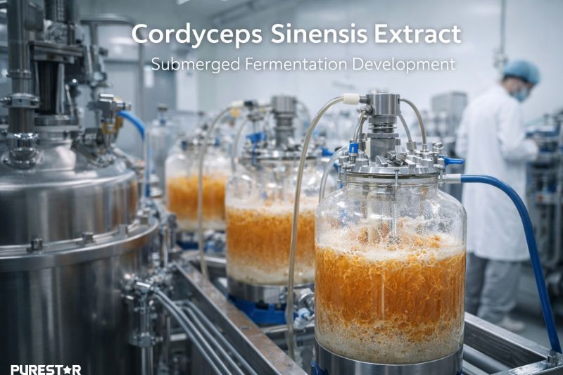 Cordyceps sinensis mycelium fermentation process in laboratory controlled cultivation system