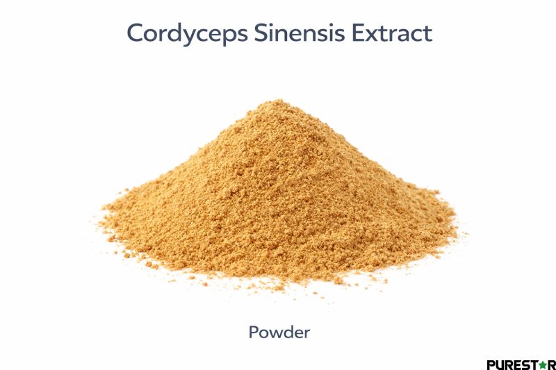 Cordyceps sinensis extract powder light brown fine powder appearance on white background