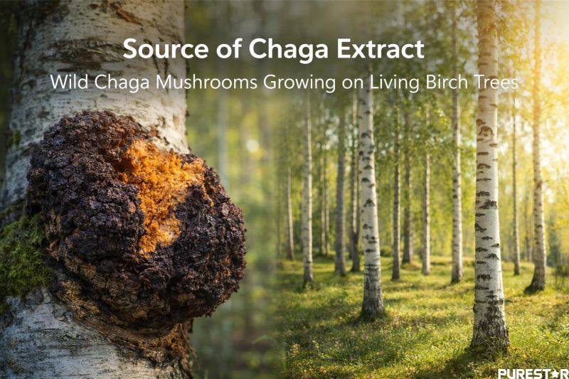 Chaga mushroom raw material growing on birch tree, natural source of chaga extract powder rich in polysaccharides and beta glucan