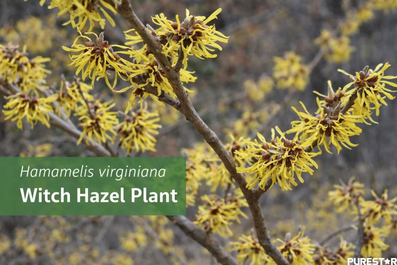 Witch Hazel plant with yellow flowers (Hamamelis virginiana) used as the natural source of Witch Hazel Extract
