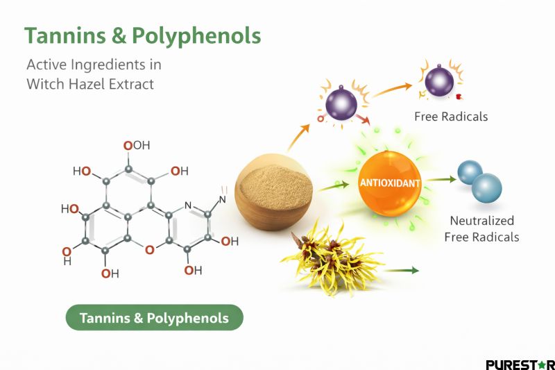 Tannins and polyphenols in Witch Hazel Extract showing antioxidant mechanism and active compounds