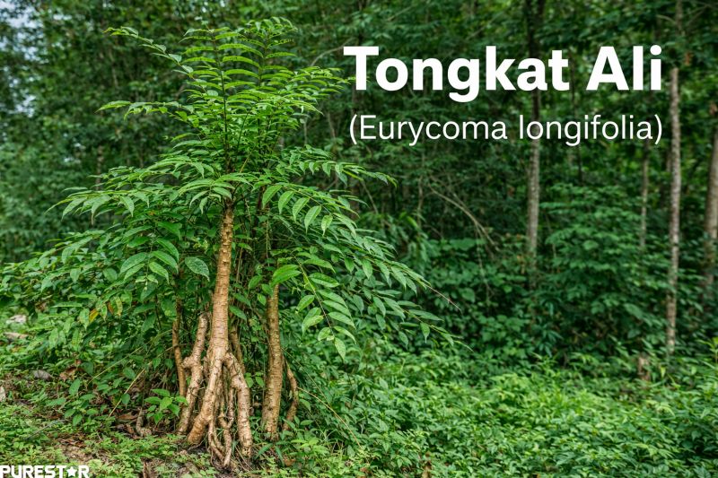 Tongkat Ali plant in natural tropical forest habitat, Eurycoma longifolia tree used for Tongkat Ali Powder and Tongkat Ali Root Extract production