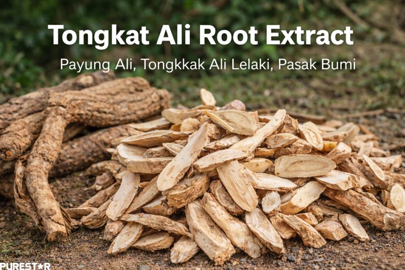Dried Tongkat Ali roots and sliced Eurycoma longifolia raw material for Tongkat Ali Powder and Tongkat Ali Root Extract processing