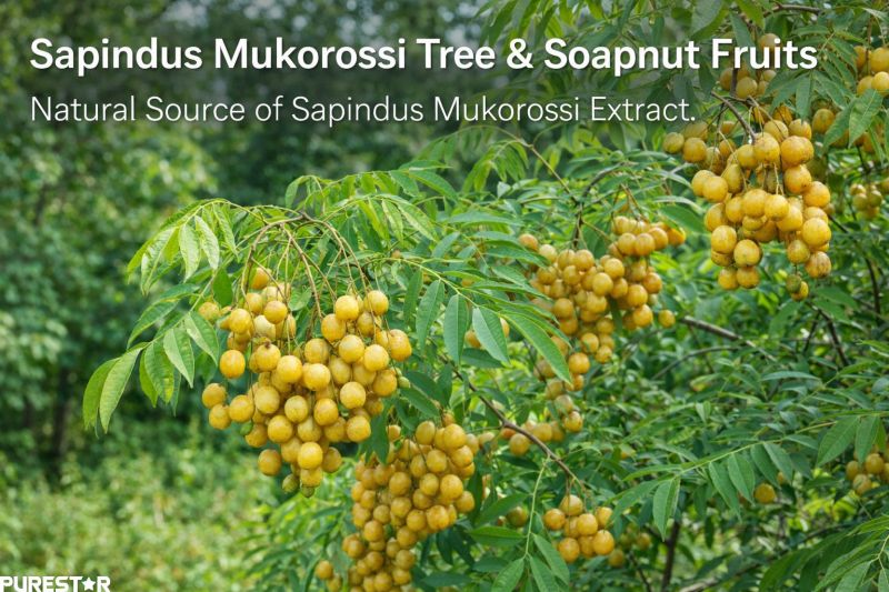 Sapindus Mukorossi Extract raw material soapnut fruit close-up with natural botanical texture