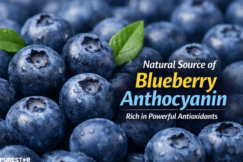 Fresh blueberries as a natural source of blueberry anthocyanin, showing rich pigment and antioxidant compounds in whole blueberry fruit