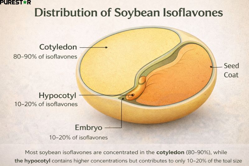 Soybean seed structure showing distribution of soybean isoflavones in cotyledon hypocotyl and embryo