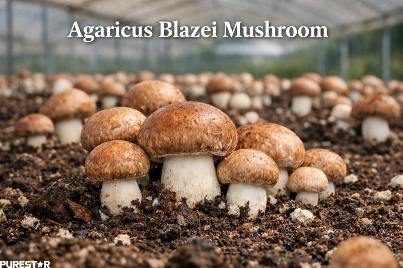 Agaricus blazei mushroom growing in natural cultivation environment used as raw material for agaricus blazei extract production