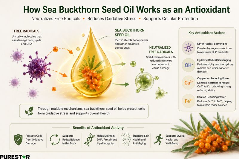 Sea buckthorn seed oil antioxidant mechanism neutralizing free radicals and reducing oxidative stress