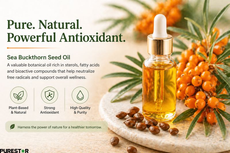 Pure sea buckthorn seed oil in glass bottle highlighting natural antioxidant properties and golden oil appearance