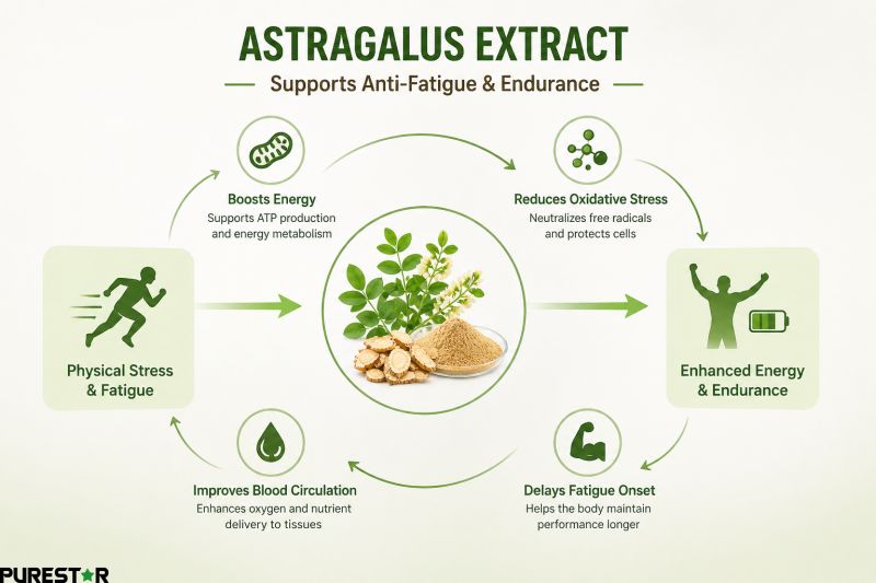 Astragalus extract anti fatigue mechanism supporting energy metabolism, ATP production and endurance enhancement