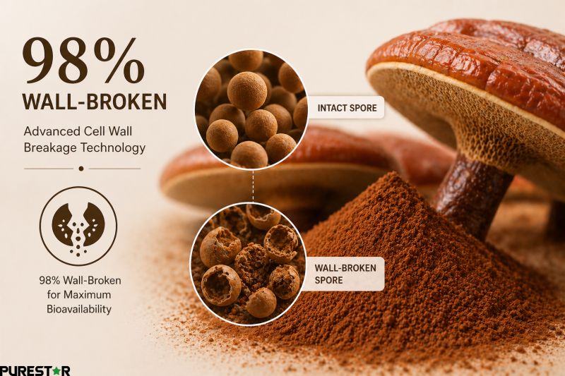 Ganoderma lucidum spore powder 98 percent wall broken technology for enhanced bioavailability