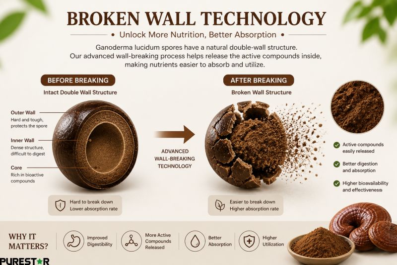 Broken wall Ganoderma lucidum spore powder technology infographic showing double wall structure and improved absorption of active compounds