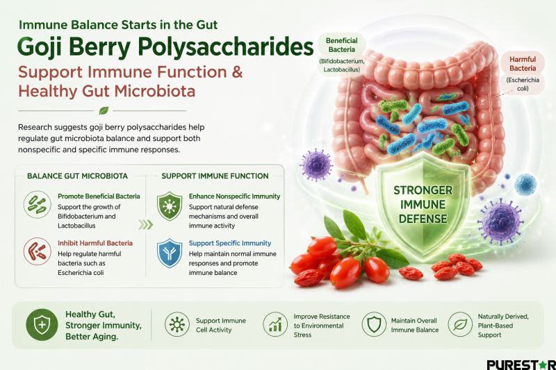 Goji berry polysaccharides for immune balance and healthy gut microbiota support
