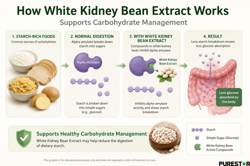 White kidney bean extract carbohydrate blocking mechanism infographic showing alpha-amylase inhibition and starch digestion support for weight management supplements