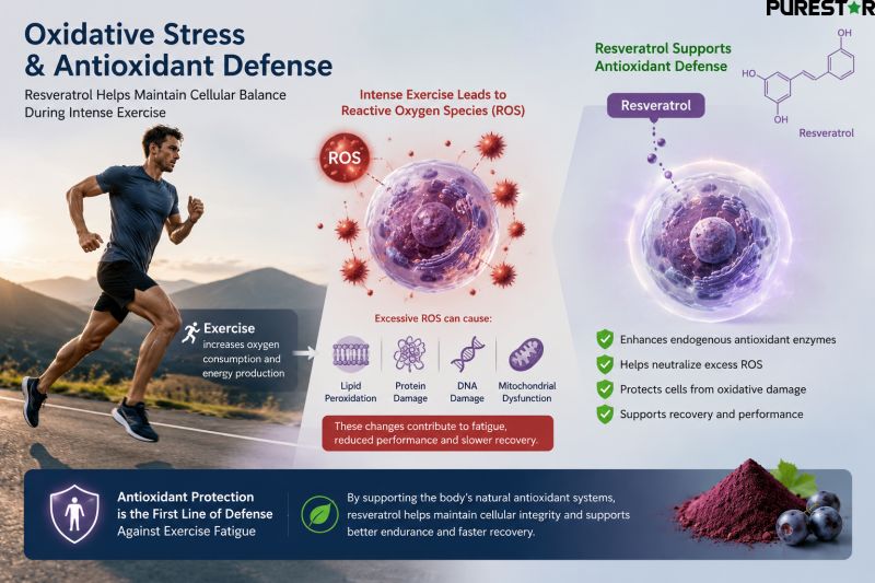 Resveratrol Antioxidant Activity Supporting Oxidative Stress Balance During Intense Exercise and Physical Performance